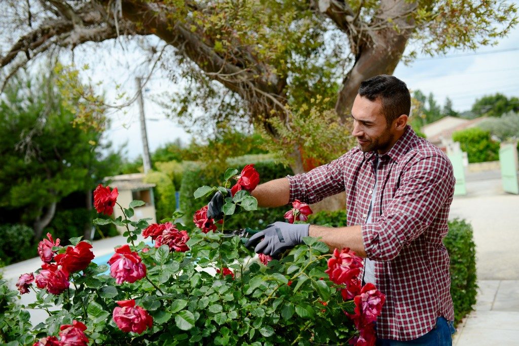 man picking red roses in the garden