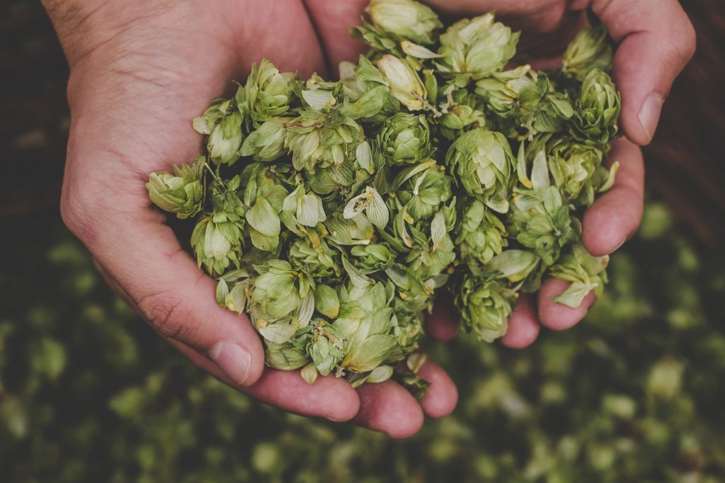 hops leaves on a hand