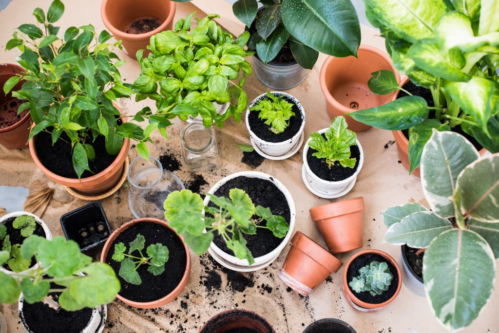 plants in small pots